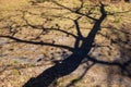 Shadow of the bare tree on the ground