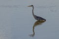 Shadow of BeautifulCrane on Water Royalty Free Stock Photo