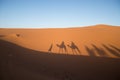 Shadow of Berber man leading a group of dromedary camels in the dunes of the Sahara desert