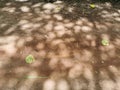 The shadow of the big tree on the ground Royalty Free Stock Photo