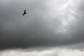 Shadow of a bird flying in the cloudy sky. Before the pouring rain a bird flies calmly. It looks for food Royalty Free Stock Photo