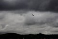 Shadow of a bird flying in the cloudy sky. Before the pouring rain a bird flies calmly. It looks for food Royalty Free Stock Photo