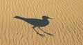 Shadow of a bird with long legs and a slender beak is cast on rippled sand. The sand\'s surface has Royalty Free Stock Photo