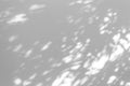 Shadow blur of the leaves on white wall abstract background Royalty Free Stock Photo