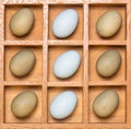 Shadow box with colorful eggs