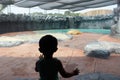 Shadow of boy looking polar bear in zoo