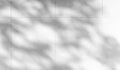 Shadow of branch leaves on white wall background.For decoration Royalty Free Stock Photo