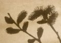 The shadow of the branches of flowering willow on rough kraft paper.