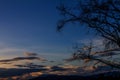 Shadow branches and sky at sunset as the background.