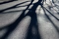 Shadow of branches of trees projected on an asphalt road