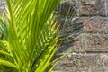Shadow bright green leaf of palm tree on stone brick wall Royalty Free Stock Photo
