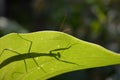 shadow of a bug, praying mantis on a big green leaf Royalty Free Stock Photo
