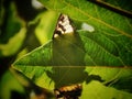 Shadow of butterly on leaf Royalty Free Stock Photo