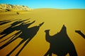 Shadow of Camel Caravan Royalty Free Stock Photo