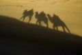 Shadow camel riding