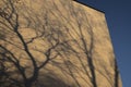 Shadow cast of tree branches on building on sunny day. Sun light and plant silhouette. Daylight art