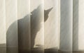 Shadow of the cat on the curtain. Royalty Free Stock Photo