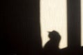 Shadow of a cat on the wall from the sun hitting the window Royalty Free Stock Photo