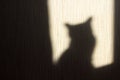 Shadow of a cat on the wall from the sun hitting the window Royalty Free Stock Photo