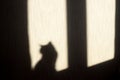 Shadow of a cat on the wall from the sun hitting the window Royalty Free Stock Photo