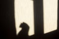 Shadow of a cat on the wall from the sun hitting the window Royalty Free Stock Photo