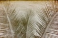 shadow of coconut leaves on gray cement texture background, abstrarct wall Royalty Free Stock Photo