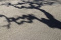 Shadow of a crooked branches tree on the road Royalty Free Stock Photo