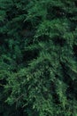 Dark bright green juniper macro pine tree