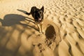 shadow of dog digging sand on sunny day Royalty Free Stock Photo