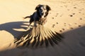 shadow of dog digging sand on sunny day Royalty Free Stock Photo