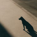 The shadow of a dog on an empty sidewalk at noon. Royalty Free Stock Photo