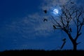 Shadow of a dry tree outdoors with an old swing Broken chains and surrounded by ravens Royalty Free Stock Photo