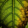 Shadow enhance the three dimensional appearance of the leaf s Royalty Free Stock Photo