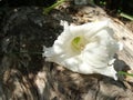 Shadow on falling white flower on old log Royalty Free Stock Photo