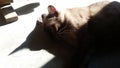 A shadow falls on a Thai Siamese cat in the hot morning light.