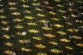 The shadow of the fence on the grass. A wooden fence is reflected from the sun in the yard. Texture, abstract background Royalty Free Stock Photo