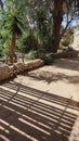 shadow from the fence, palm tree, summer yard