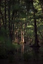 The play of light and shadow.Forest. Swim. Royalty Free Stock Photo