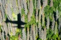 Shadow of float plane over Alaska wilderess Royalty Free Stock Photo