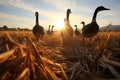 shadow of a flock of geese on a sunlit wheat field