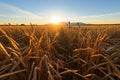 shadow of a flock of geese on a sunlit wheat field Royalty Free Stock Photo