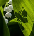 The shadow of the flower on the sunlit leaf of a lily of the valley