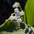 The shadow of the flower on the sunlit leaf of a lily of the valley