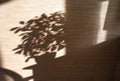 The shadow of the flower on the wall. Shadow background overlays. Potted flower on the table and bamboo wallpaper.