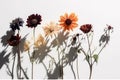 Shadow Flowers On White Background, Top View. Generative AI Royalty Free Stock Photo