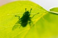 Shadow of a fly on a green leaf in the park Royalty Free Stock Photo
