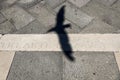 the shadow of a flying bird on the pavement Royalty Free Stock Photo