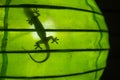 Shadow of a gecko in a green lamp, Gili Air, Lombok, Indonesia