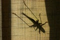 Shadow of a giant insect on window fabric blinds Royalty Free Stock Photo