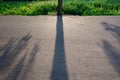 Shadow Green trees and leaf greenery Royalty Free Stock Photo